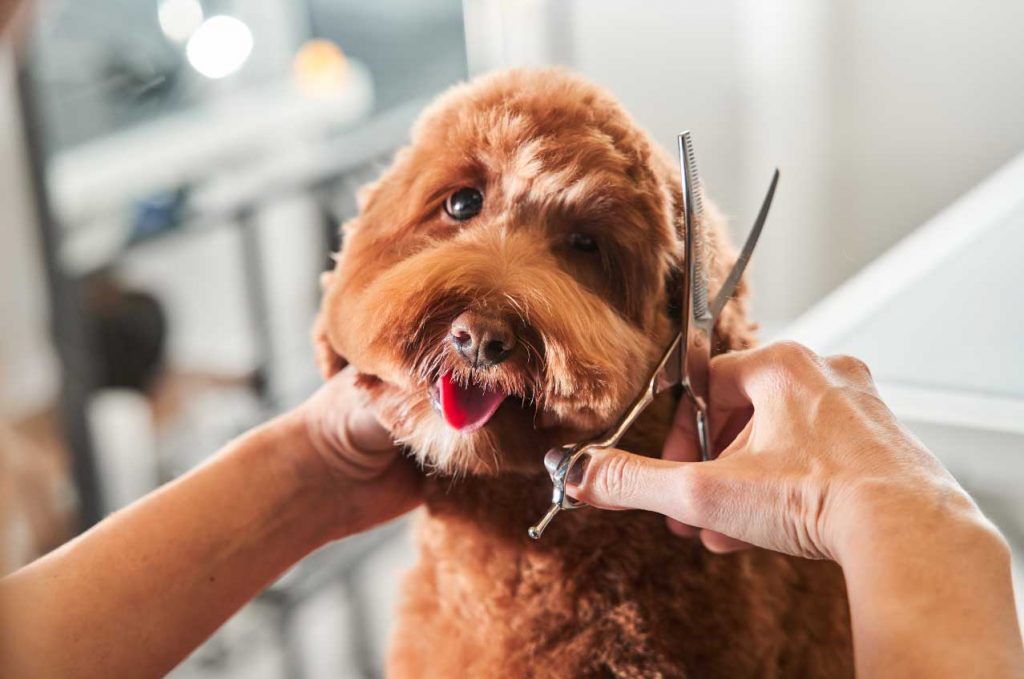 Chien Coupe